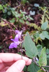 Salvia urolepis
