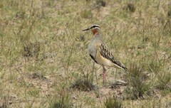 Oreopholus ruficollis