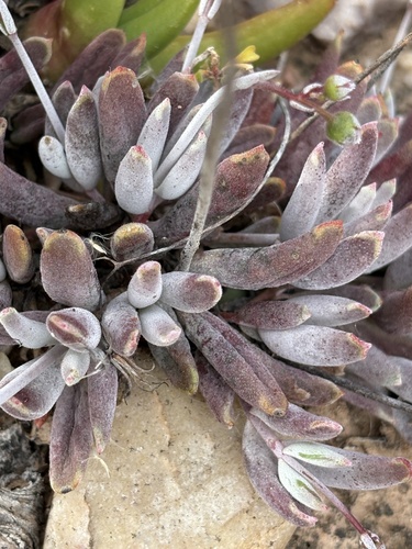 Cotyledon papillaris