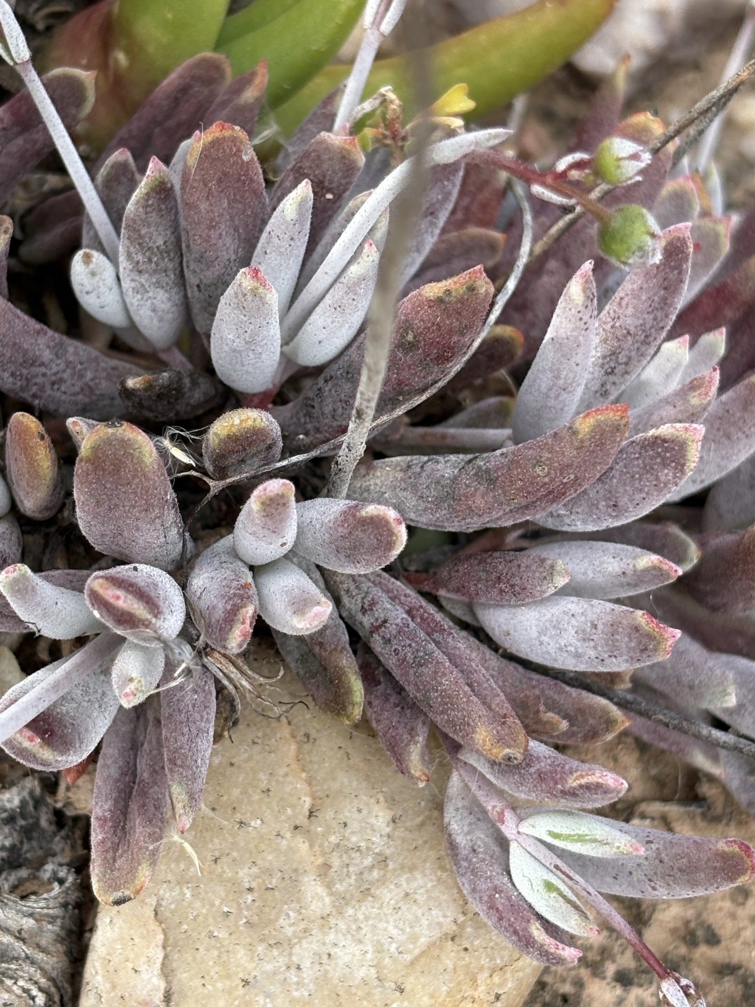 Sprawling Pigsears (Cotyledon papillaris)