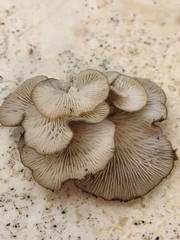 Hohenbuehelia grisea