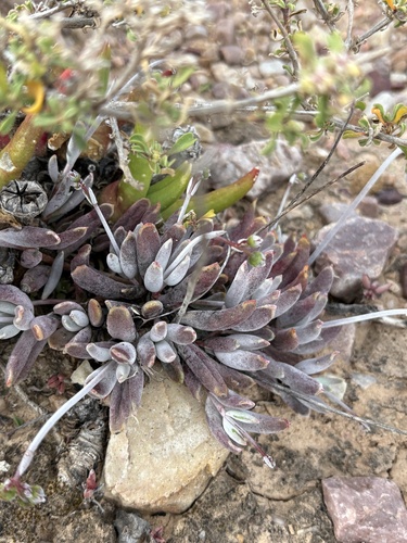 Cotyledon papillaris