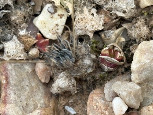 Ornithogalum sardienii