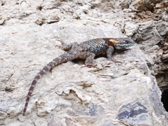 Sceloporus torquatus binocularis