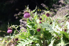 Cirsium purpuratum