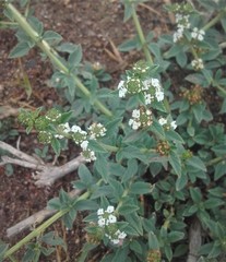 Lippia turbinata