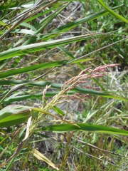 Bromus carinatus