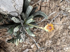 Curio acaulis