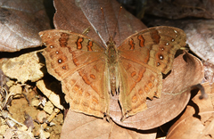 Junonia goudotii