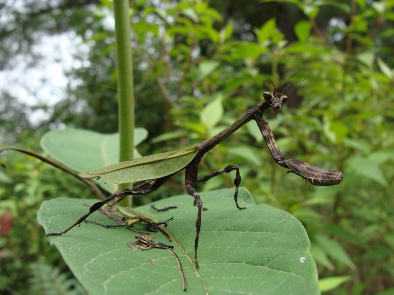Pseudovates tolteca
