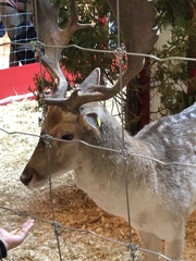 Cervini