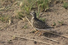 Thinocorus rumicivorus