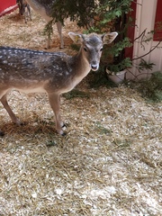 Cervini