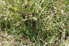 Dasypogon