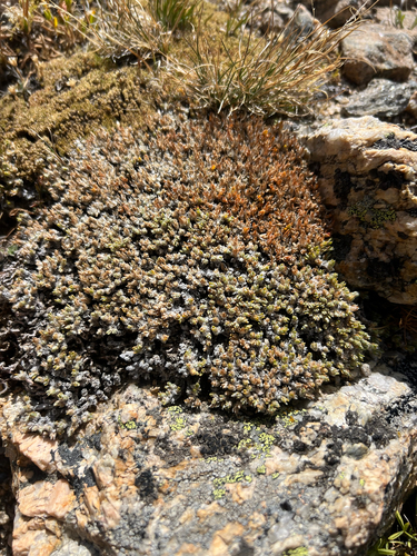 Paronychia pulvinata, photograph 6