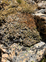 Paronychia pulvinata, photograph (c) Jared Shorma, some rights reserved (CC BY)