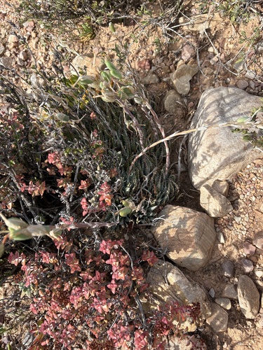 Aloe humilis, photograph 5