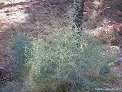 Adenocarpus telonensis