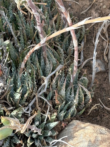 Spider Aloe (Aloe humilis)
