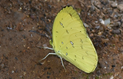 Eurema floricola