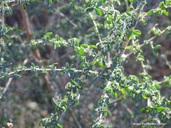 Adenocarpus telonensis