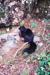 Otospermophilus variegatus couchii