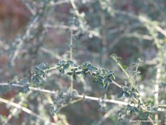 Adenocarpus telonensis