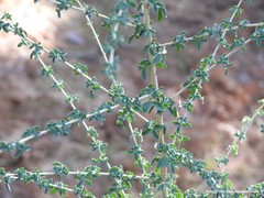 Adenocarpus telonensis