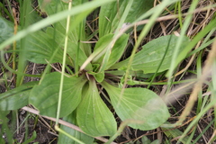 Plantago australis