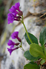 Primula latifolia