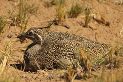 Eudromia elegans