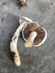 Inocybe geophylla