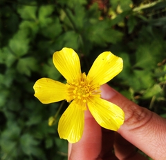 Ranunculus sierrae-orientalis