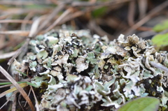 Cladonia dahliana