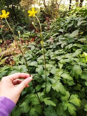 Ranunculus sierrae-orientalis