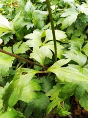 Ranunculus sierrae-orientalis