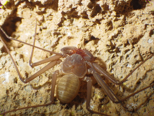 Charinus iuiu
