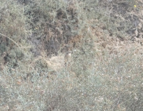 Canary Islands Stonechat (Saxicola dacotiae), photo 2
