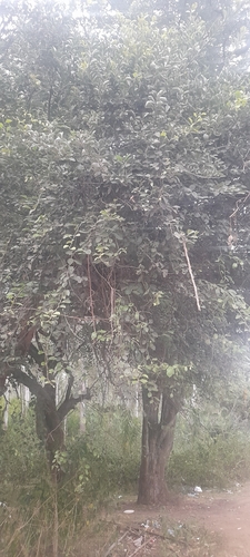Tree Caper (Capparis grandis)