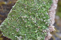 Bilimbia sabuletorum