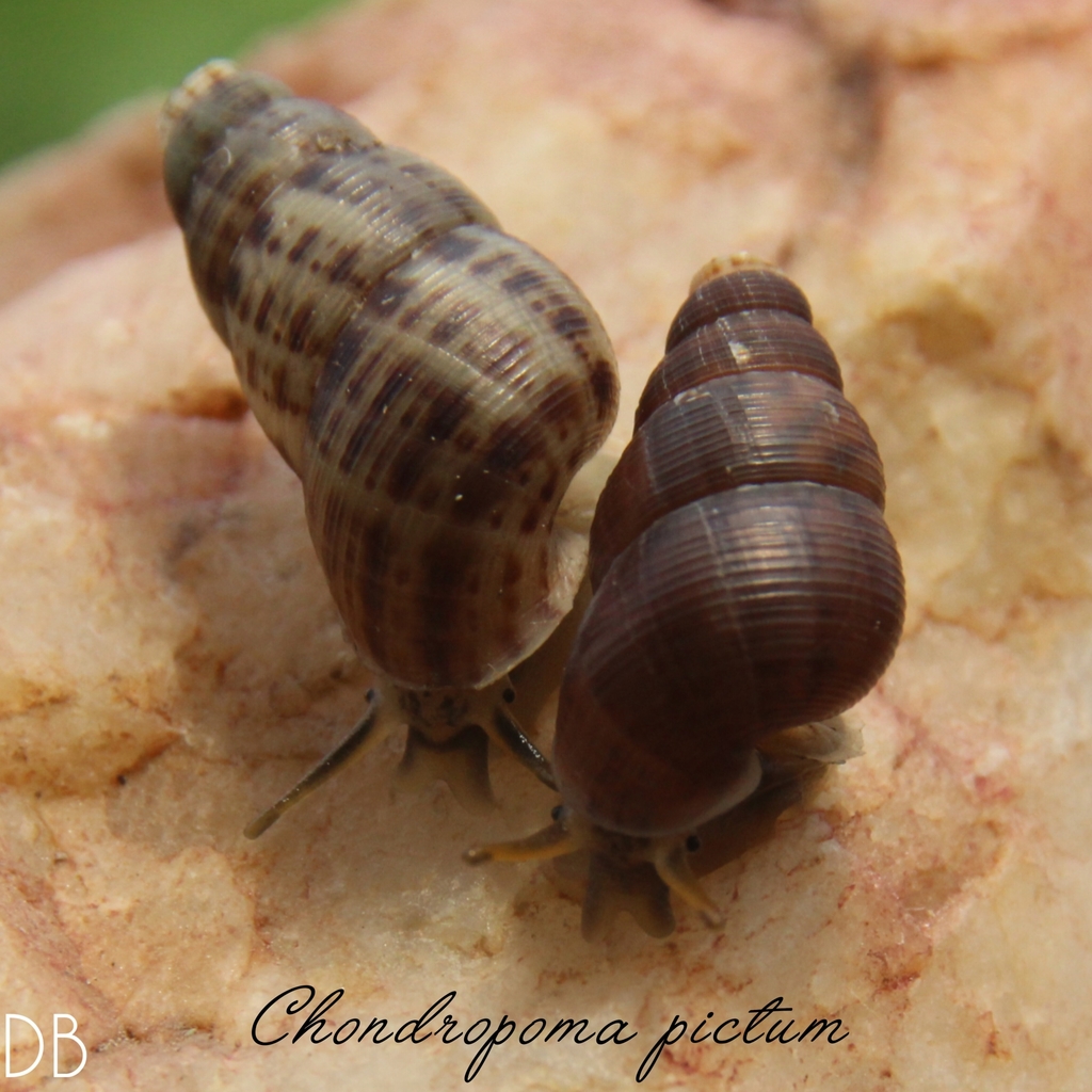 Chondropoma pictum
