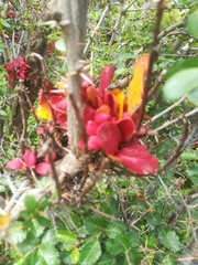 Puccinia magellanica