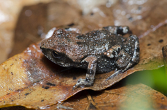 Great Peeping Frog photo 3