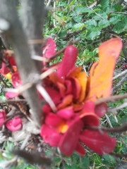 Puccinia magellanica