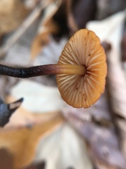 Rhizomarasmius pyrrhocephalus