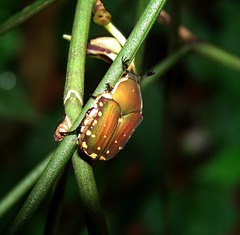 Clinteria chloronota