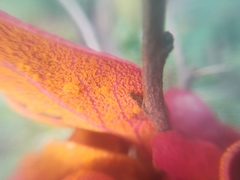 Puccinia magellanica