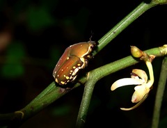 Clinteria chloronota