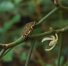 Clinteria chloronota