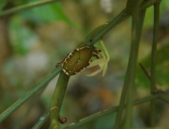 Clinteria chloronota